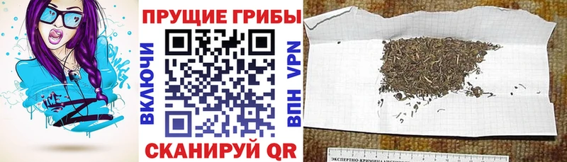Псилоцибиновые грибы Cubensis  Назарово 